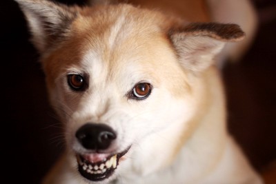 牙を見せて威嚇する犬
