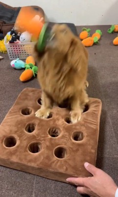 ララちゃんの人参収穫9