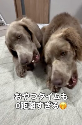 2匹の犬