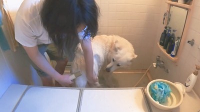 犬にシャワーをかける男性