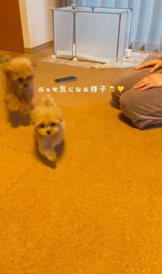 ぷぅちゃんとうみちゃんの初対面8