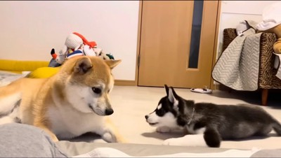 見つめ合う2頭の犬