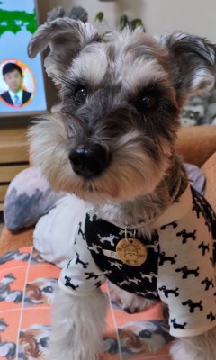 テレビに自分が出た時の風太くん⑩