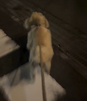 走る犬の後ろ姿2