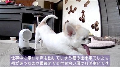 カメラの前で伸びをする白い犬