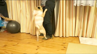 男性に飛びつこうとする犬