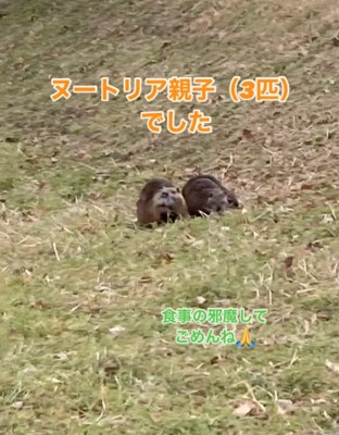 ヌートリア一家