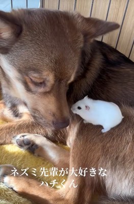 ハムスターを背に乗せた保護犬%%
