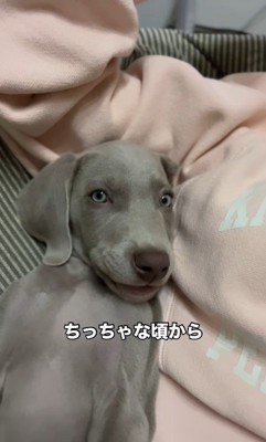 ジョージくんのヘソ天