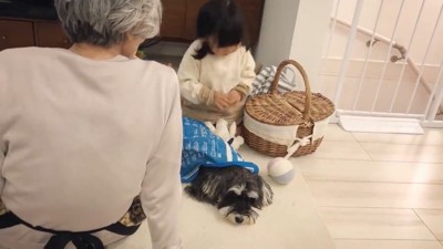 子どもとお年寄りとハンカチをかけられる犬