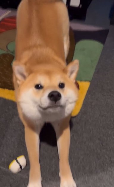 伸びをする柴犬