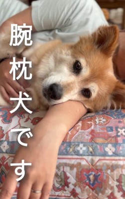 元保護犬のこはるちゃん