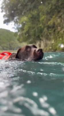 女性の周りを泳ぐ茶色い犬