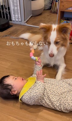 ラスカルくんと妹ちゃん5