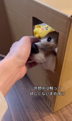 ふれあいを拒絶するまめすけ君