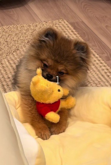 前足でクッションをフミフミ