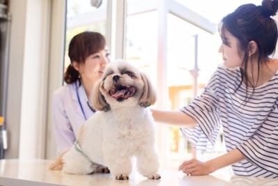 診察台の上に乗る犬