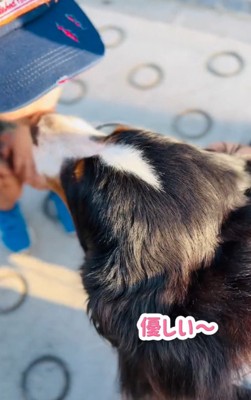 小学生にキスする超大型犬