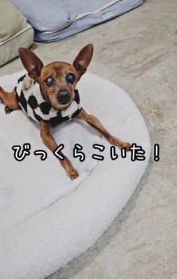 驚いた様子の老犬