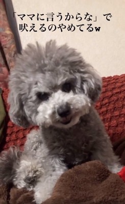 唸るたろうまるくん