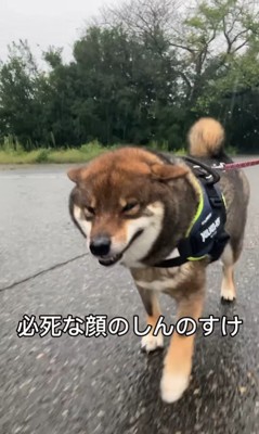 雨が降ってきた時のしんのすけ君6