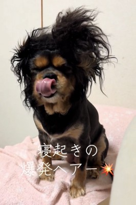 舌を出してぺろりとする犬