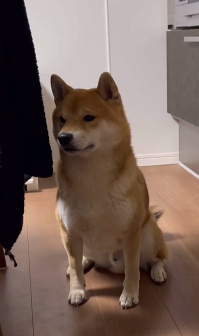 落ち込んでいる犬