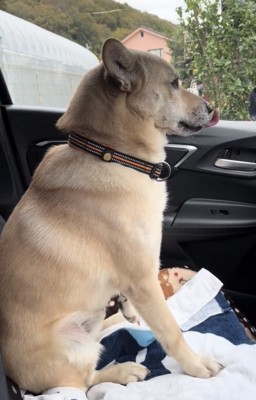 前を向いたまま鼻を舐める犬