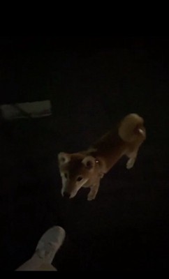 柴犬しもんくん