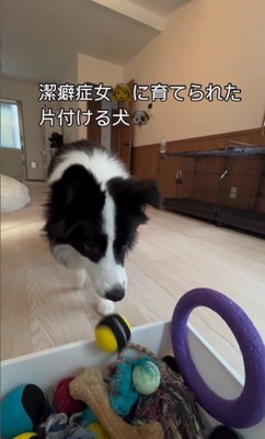 ボールを片付けるサンゴくん2