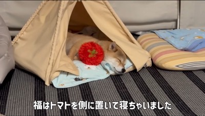 テントの中で眠る犬