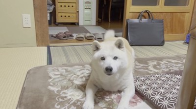 伏せている犬2