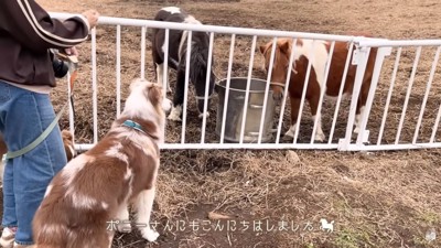 ポニーに挨拶するガルチェロくん