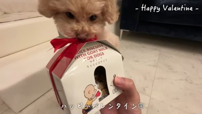 プレゼントの匂いを嗅ぐ犬