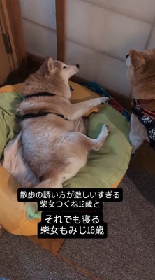 あくびをするお姉ちゃん犬