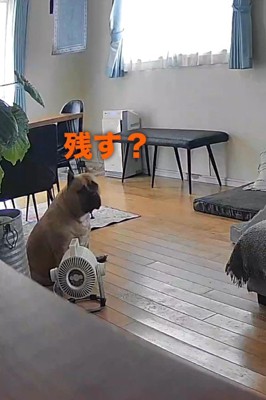 「残るならちょうだい♪」