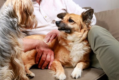 目の前の犬に怯える犬