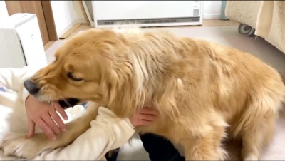 不機嫌そうに女の子の手を甘噛みする犬