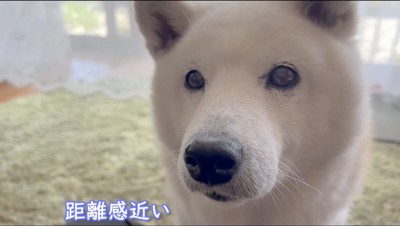 飼い主を見つめる犬