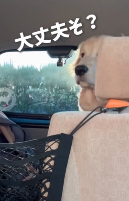 心配そうな大型犬