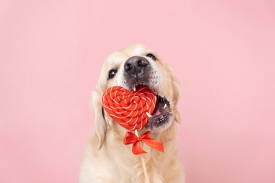 ハートを齧る犬