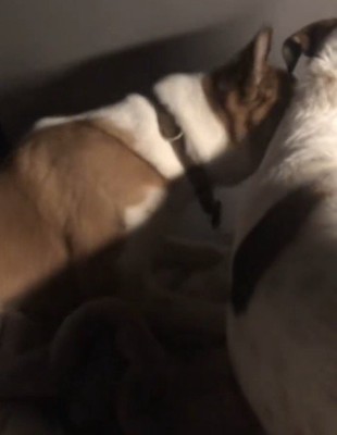 横になっている先住犬に頭をつける弟犬