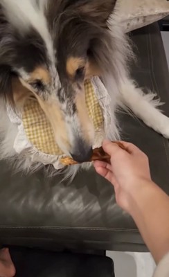 ガムを返す飼い主