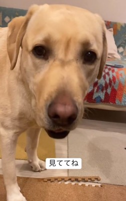 カメラ目線のらんらんちゃん