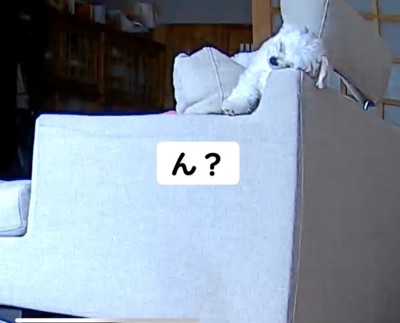 ソファの背もたれに眠る犬