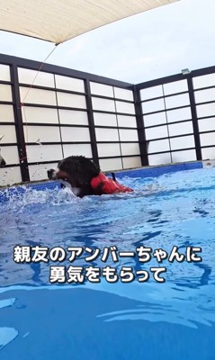 プールで泳ぐ大型犬たちの友情7