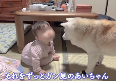 向かい合う犬と赤ちゃん