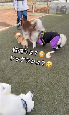 MARLEYくんのドッグランの楽しみ方4