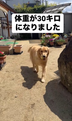 ビビちゃんの成長8