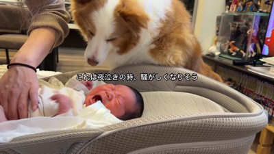 「私もお世話したい！」